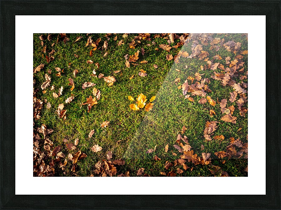 Maple leaf in autumn Picture Frame print