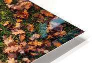 Maple leaf in autumn HD Metal print