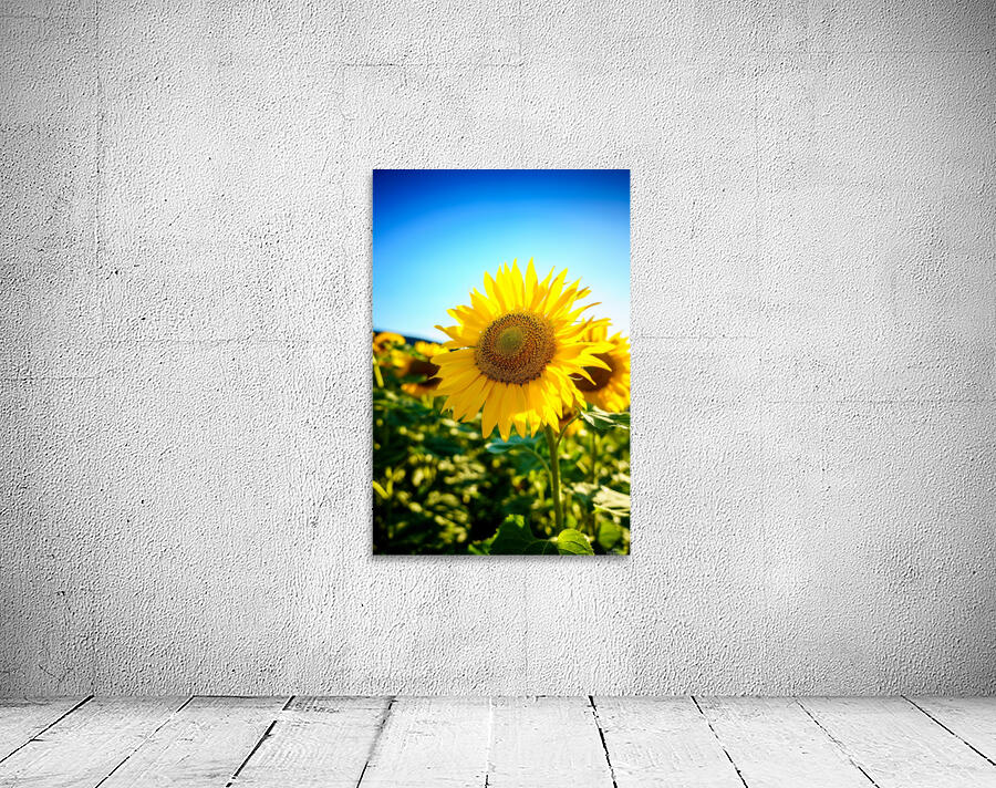 Sunflower Wall Preview