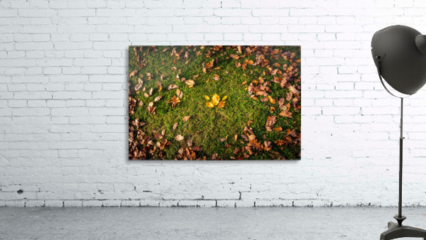 Maple leaf in autumn Wall Preview