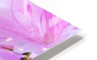 Spring Bloom  HD Metal print