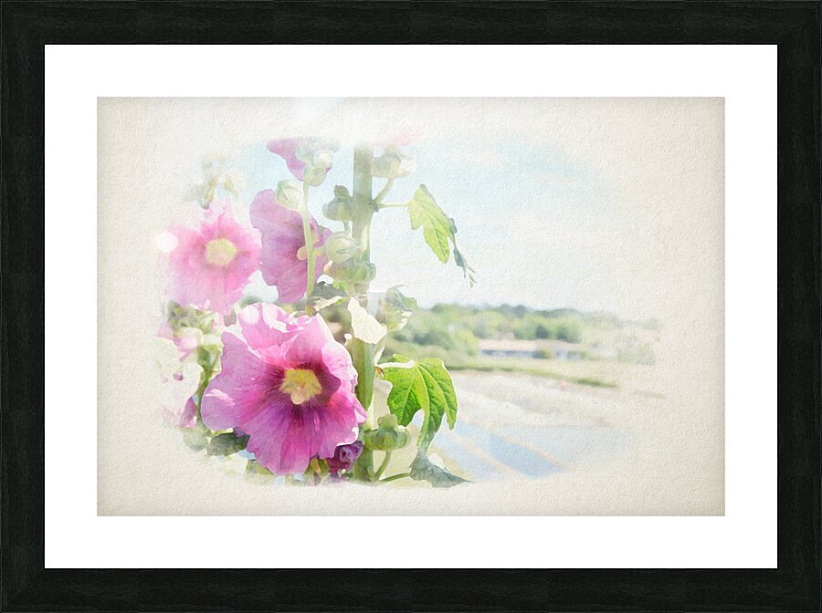 hollyhock with saltminning in watercolor Picture Frame print