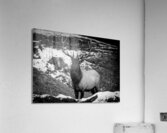 Bull Elk Canada Acrylic Print