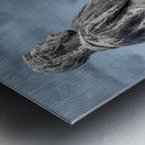 1L1A8787 Edit Metal print