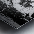 Bull Elk Canada Metal print