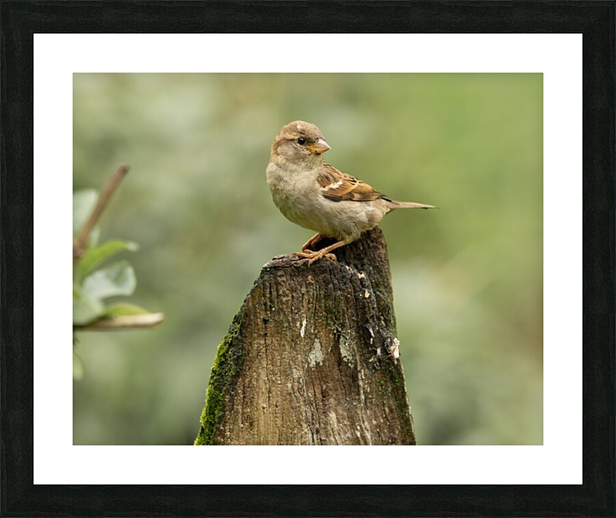 1L1A5864 Picture Frame print