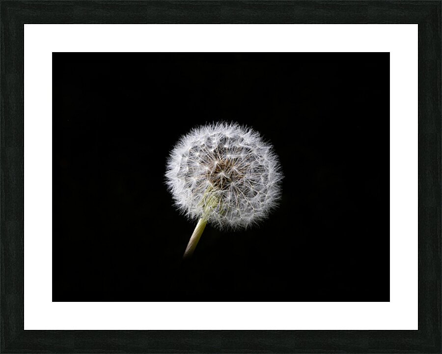 1L1A6228 2 Picture Frame print