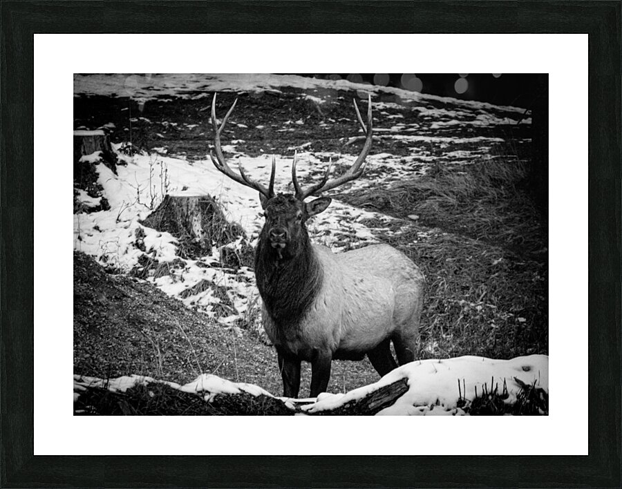 Bull Elk Canada Picture Frame print