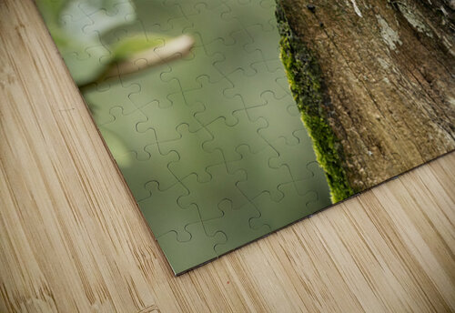 1L1A5864 Ivy Rose Photography puzzle
