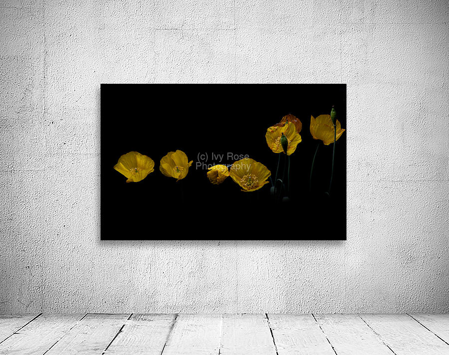 1L1A6271 Edit Wall Preview