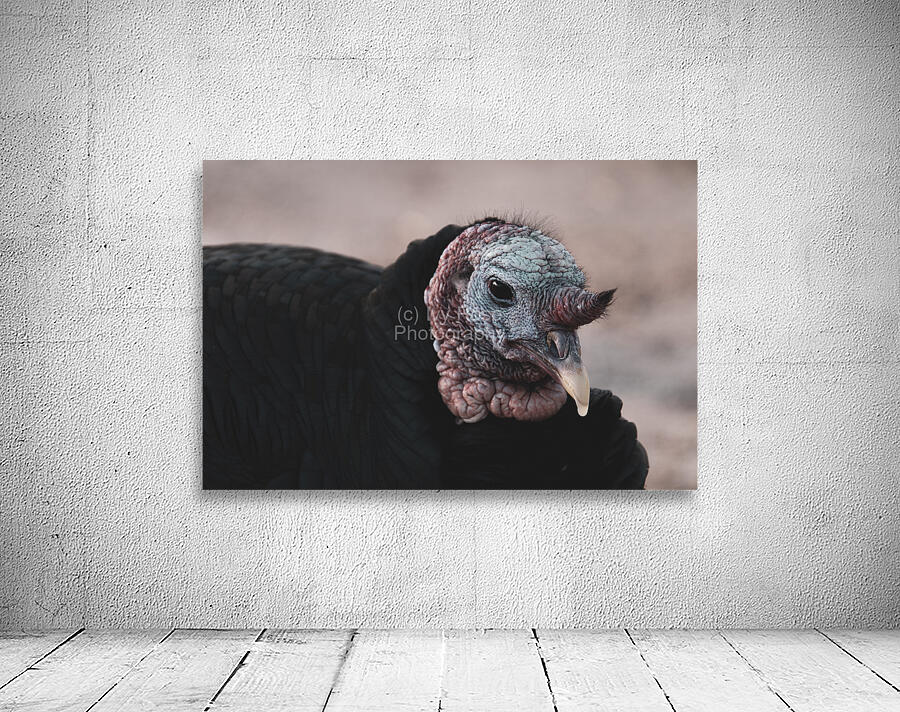 Turkey Wall Preview