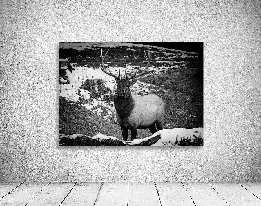 Bull Elk Canada Wall Preview