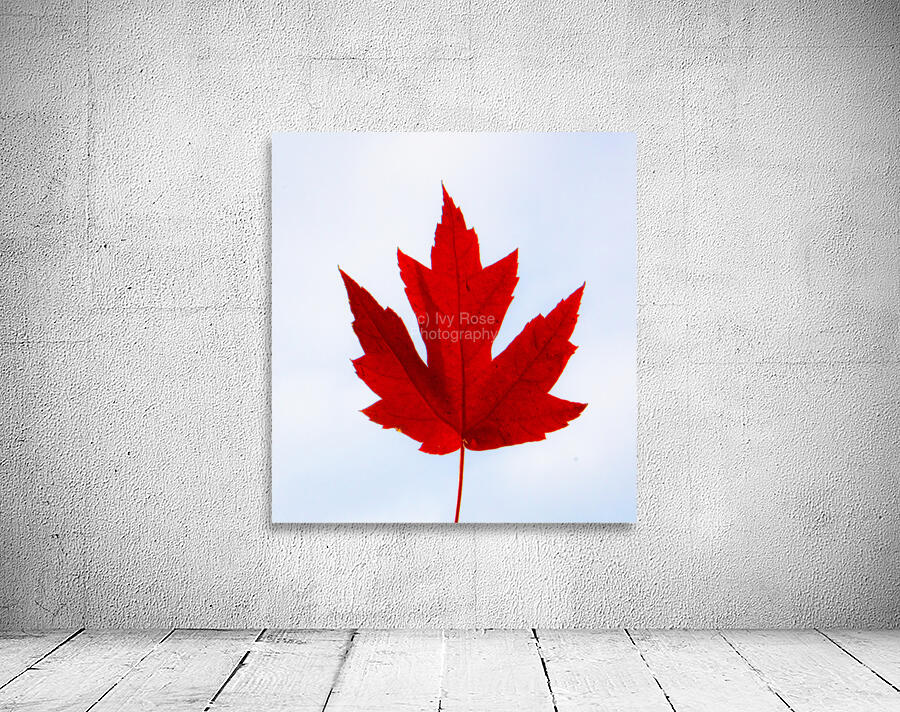 Red Maple Leaf Canada Wall Preview