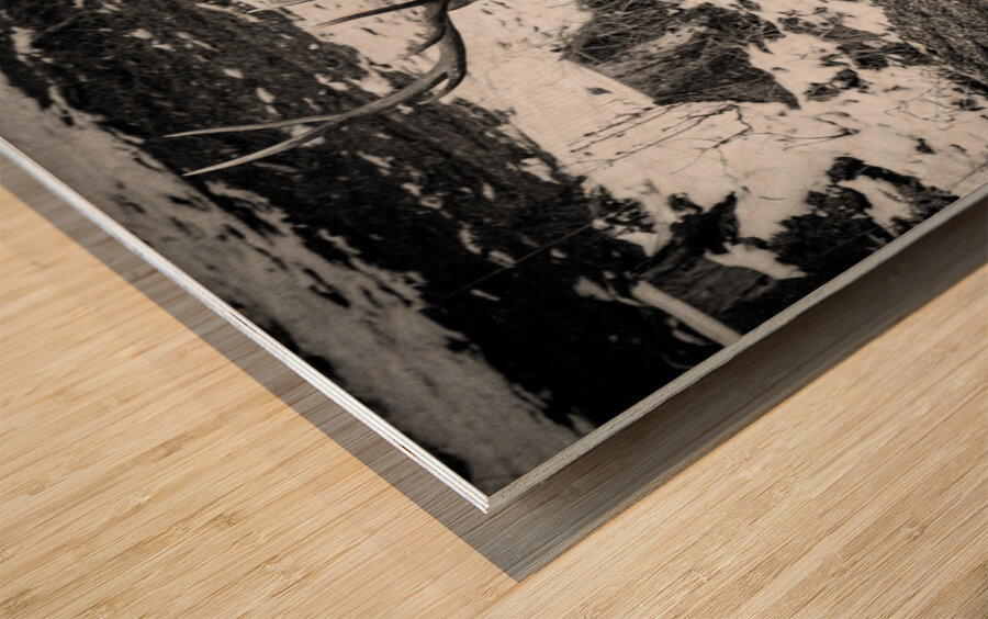 Bull Elk Canada Wood print