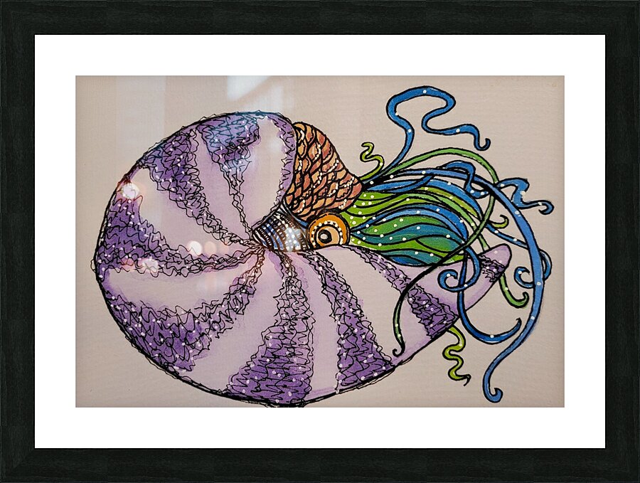 nautilus shell watercolour drawing Picture Frame print