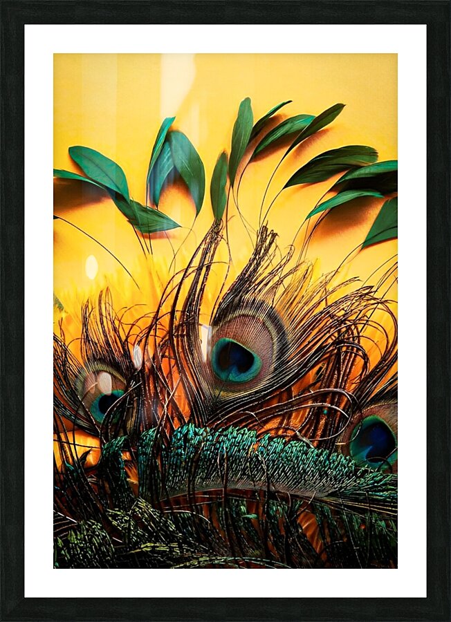 peacock feather native Picture Frame print