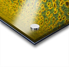 Sunflower Joy Acrylic print