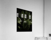 Cannas Texas Acrylic Print