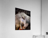 Window Display Rome Acrylic Print