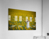 Sunflower Joy Acrylic Print