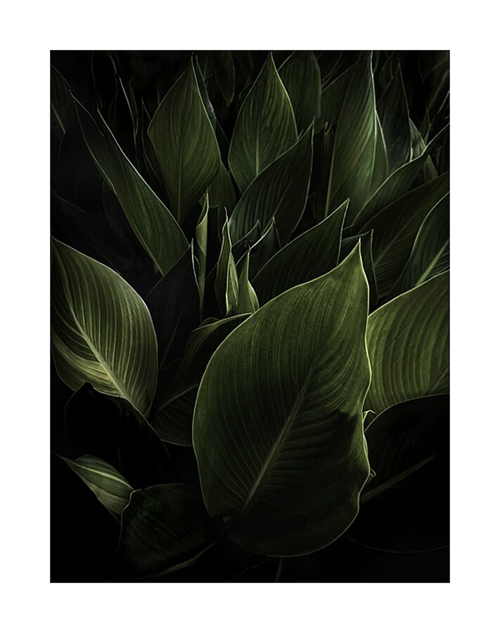 Cannas Texas Picture Frame print