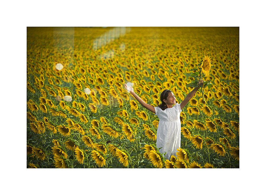 Sunflower Joy Picture Frame print