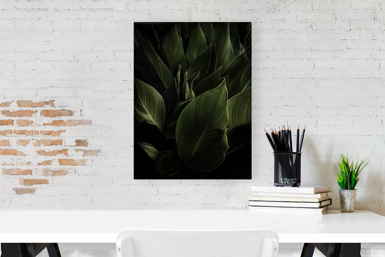 Cannas Texas Reproduction