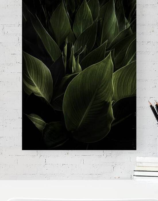 Cannas Texas Reproduction