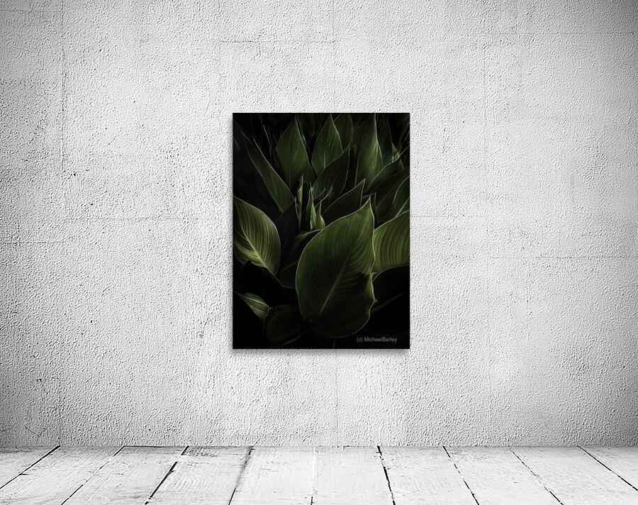 Cannas Texas Wall Preview