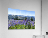 Olympic Lupine Acrylic Print