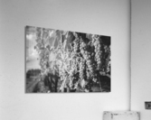 Wine About It Acrylic Print