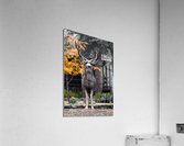 Hemingway Acrylic Print