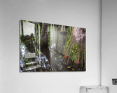 Cypressing Your Luck Acrylic Print