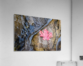 Safe Haven Acrylic Print