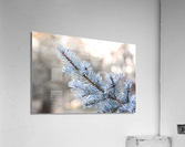 Forever Green Acrylic Print