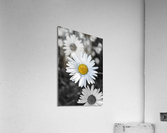 Little Ms. Daisy Acrylic Print