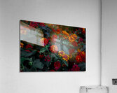 Lantana Acrylic Print