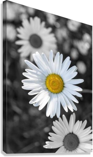 Little Ms. Daisy Canvas Print