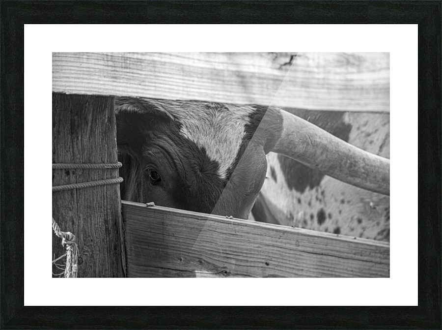 Bashful Bull Picture Frame print