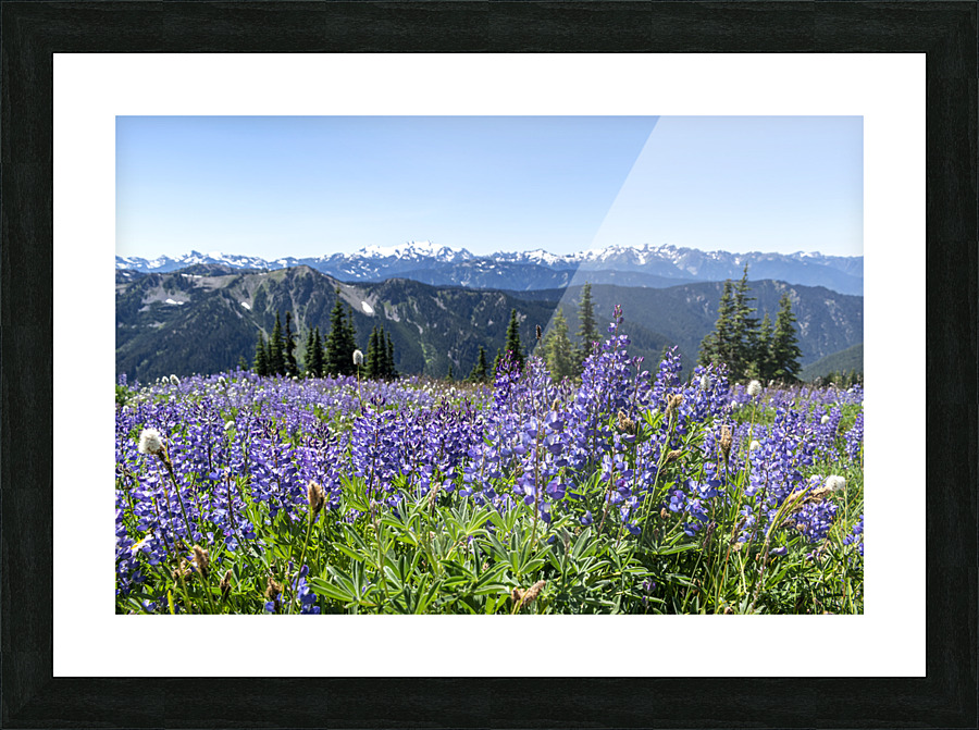 Olympic Lupine Picture Frame print