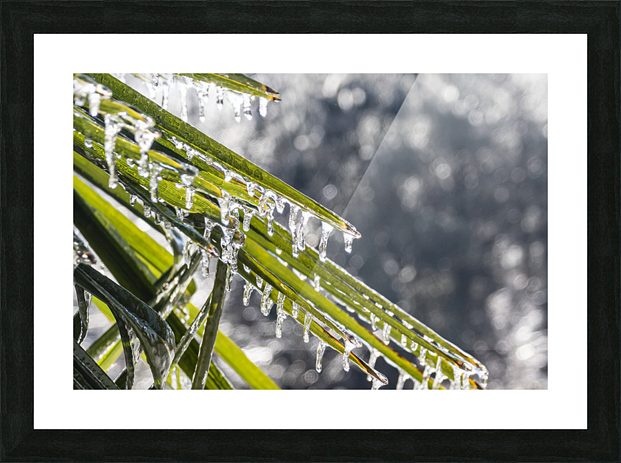 Icy Palm Picture Frame print
