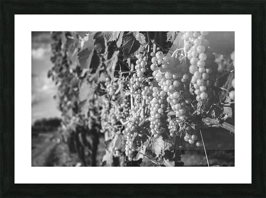 Wine About It Picture Frame print
