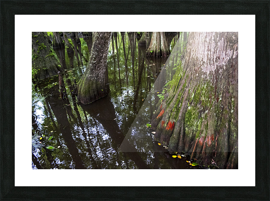 Cypressing Your Luck Picture Frame print