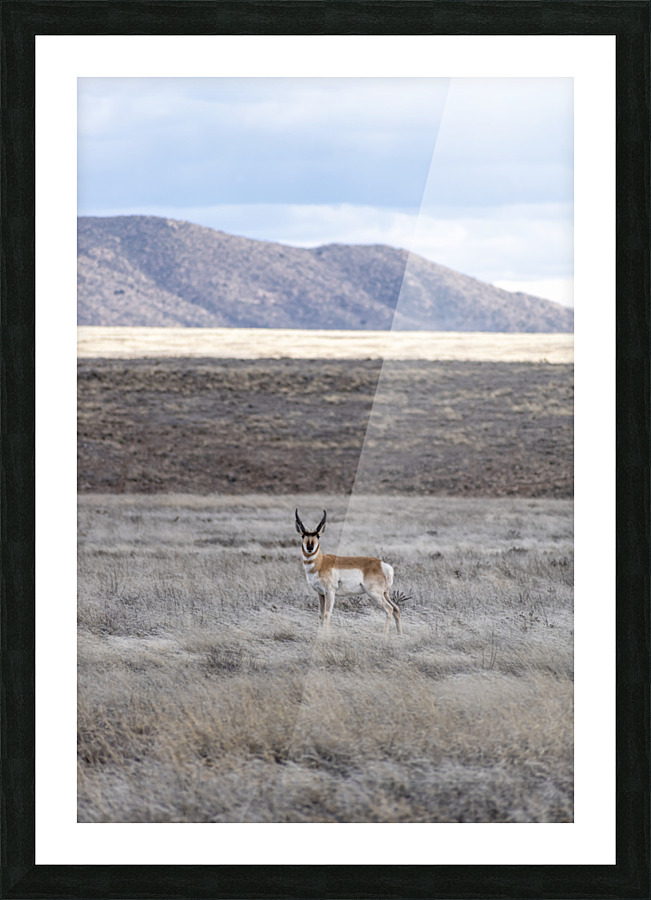 Lone Ranger Picture Frame print