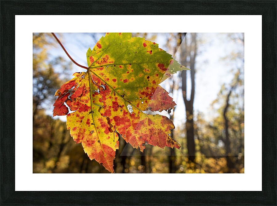 Did you Fall for It  Picture Frame print