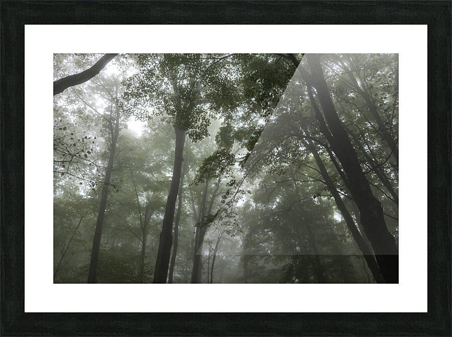 Feeling Foggy Picture Frame print