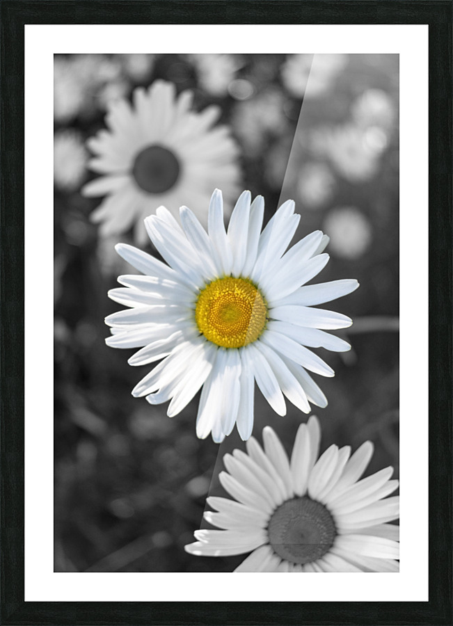 Little Ms. Daisy Picture Frame print