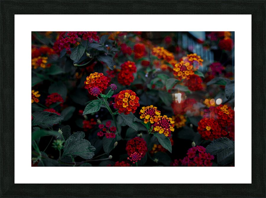 Lantana Picture Frame print