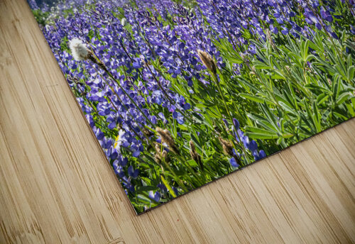 Olympic Lupine Richard Weisenberger puzzle