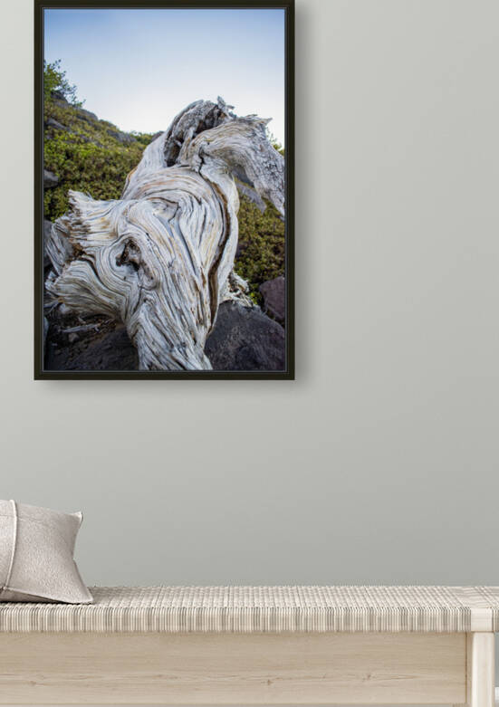 Ghost of Trees Past by Richard Weisenberger